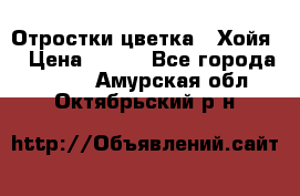 Отростки цветка  “Хойя“ › Цена ­ 300 - Все города  »    . Амурская обл.,Октябрьский р-н